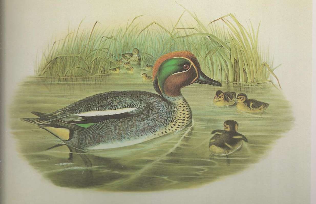 Male with Young,   Female in Rear in Cattails<br>(Origin of the Specimen: Painting, ssp crecca by Gould)
