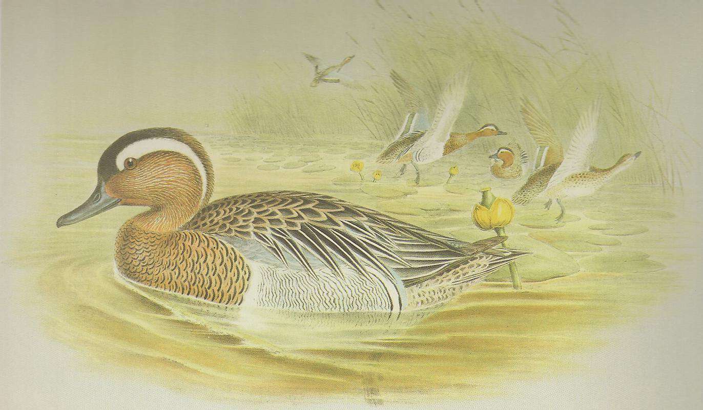 Male in Front,   Pair Flying<br>(Origin of the Specimen: Painting)