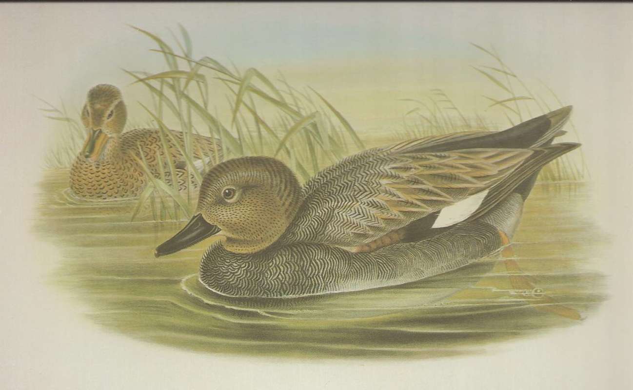 Male in Front,  Female in Left Rear, ssp strepera<br>(Origin of the Specimen: Painting by John Gould)