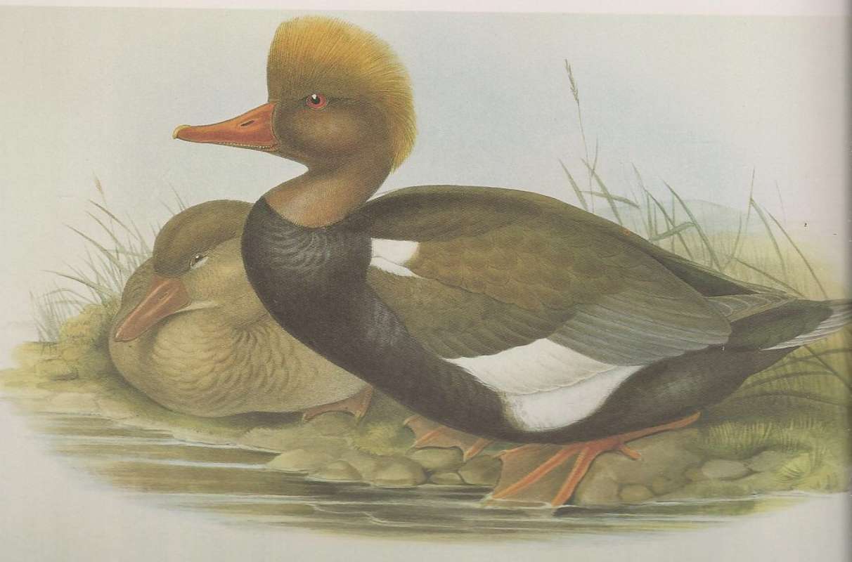 Male in Front,  Sitting Female Left Rear<br>(Origin of the Specimen: Painting)