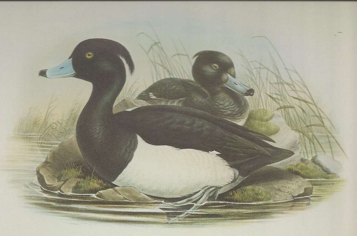 Male in Front,   Female in Center Rear<br>(Origin of the Specimen: Painting)