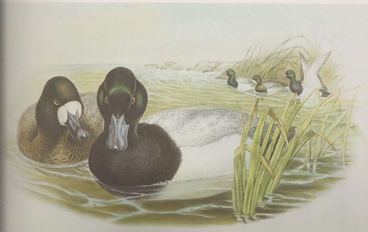 Male in Center, Female on Left<br>(Origin of the Specimen: Painting by John Gould)
