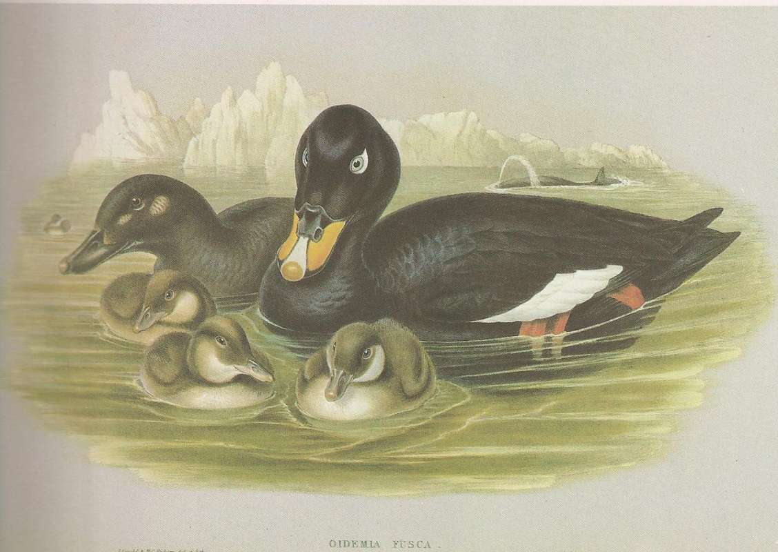 Male on Right,  Also with Female and Young<br>(Origin of the Specimen: Painting, ssp fusca by John Gould)