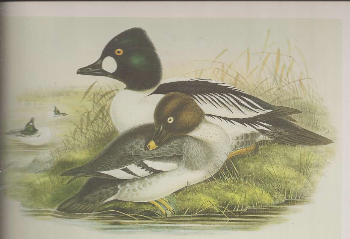 Female-Front, Courting Males in Rear, ssp clangula<br>(Origin of the Specimen: Painting by John Gould)