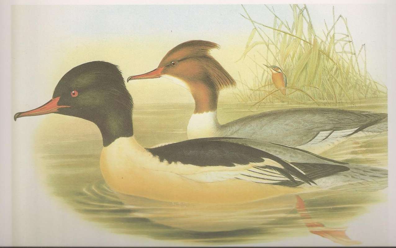 Male Front, Female in Rear with Kingfisher<br>(Origin of the Specimen: Painting by John Gould)