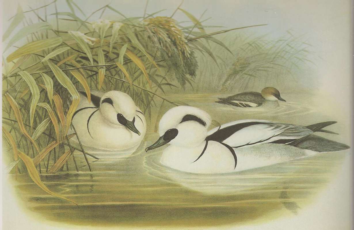 Males in Front, Female in Rear<br>(Origin of the Specimen: Painting by John Gould)