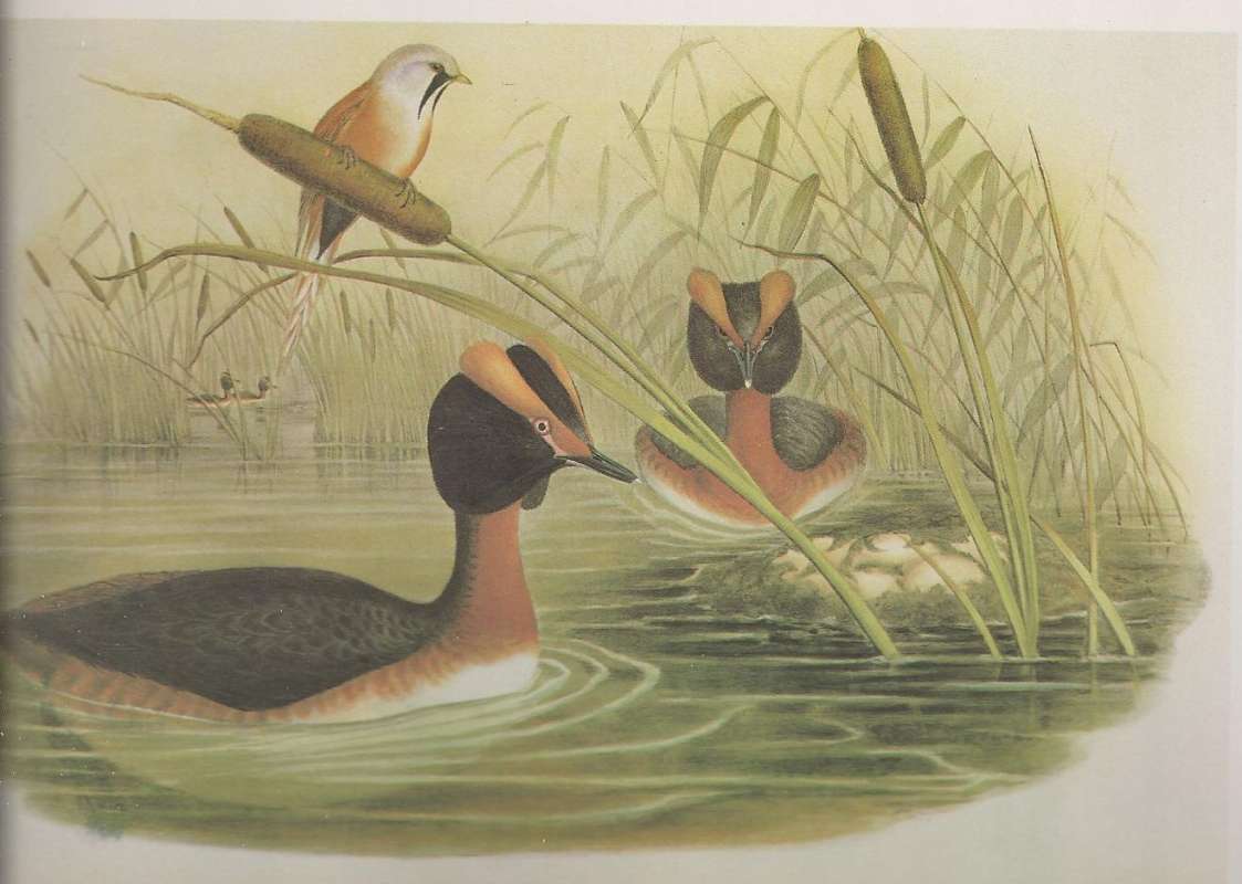 Male on Left, Female on Right w/ Eggs, ssp auritus<br>(Origin of the Specimen: Painting)