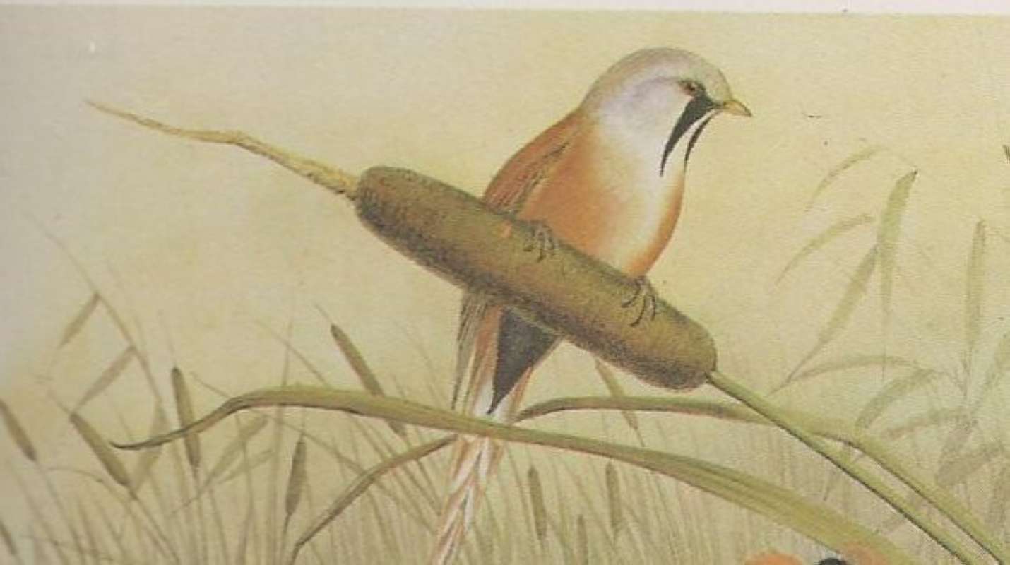 On Cattail<br>(Origin of the Specimen: Painting)