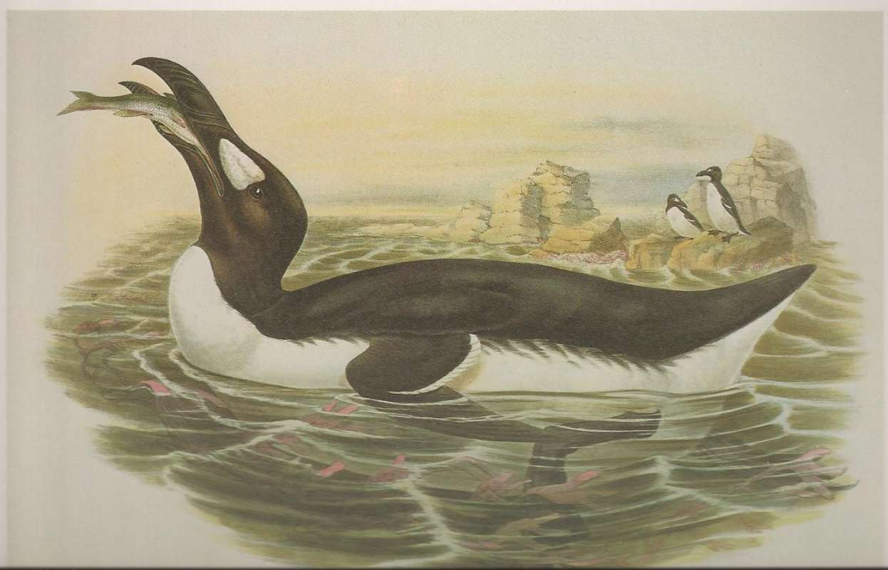 Adult with Fish<br>(Origin of the Specimen: Painting by John Gould)