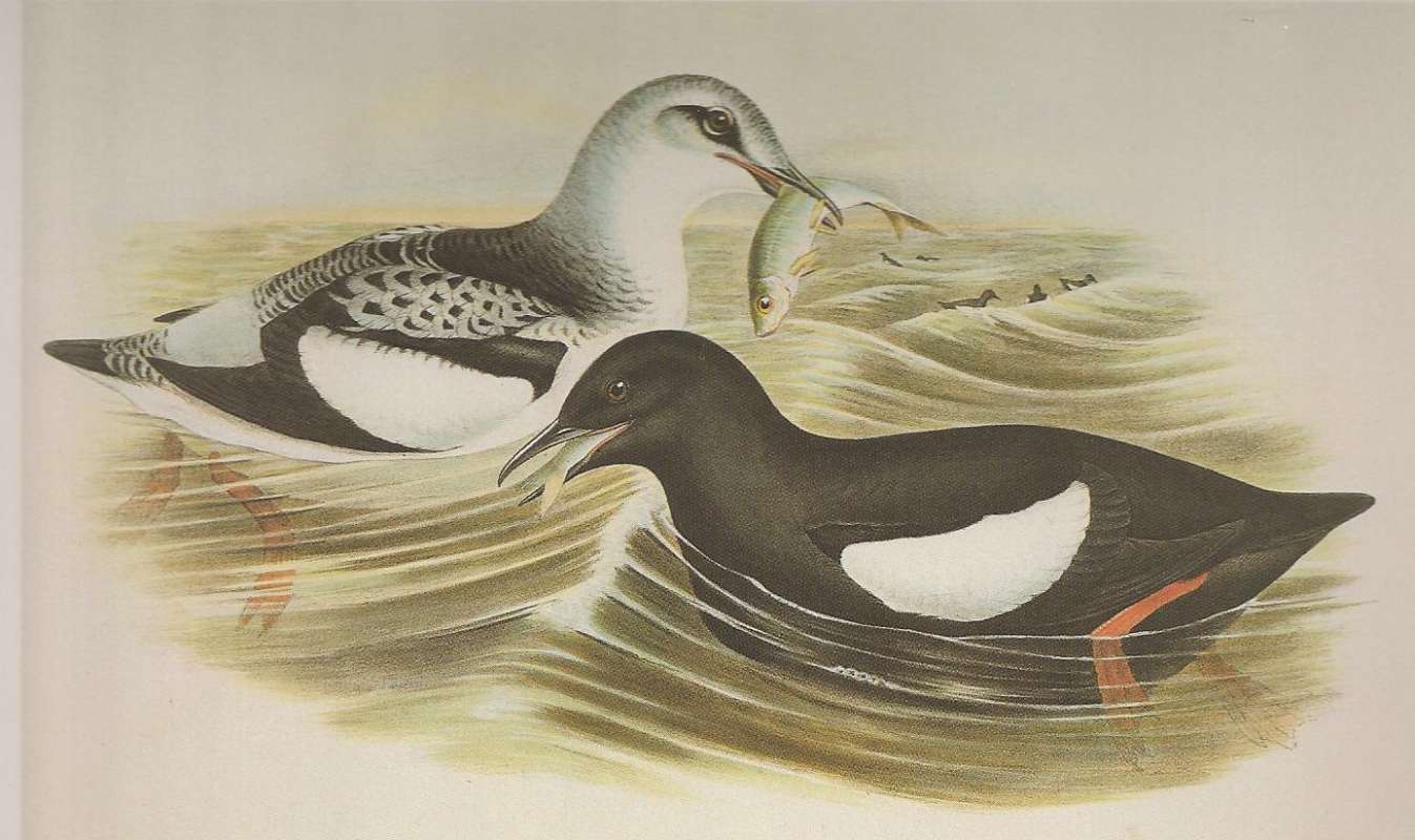 Left-Winter Adult, Right-Summer Adult<br>(Origin of the Specimen: Painting by John Gould)