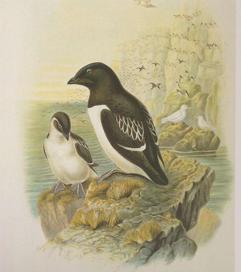 Right-Summer Adult,  Left - Winter Adult, ssp alle<br>(Origin of the Specimen: Painting by John Gould)