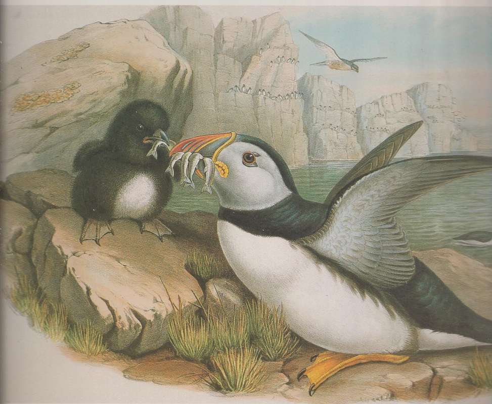 Adult Feeding Juvenile, ssp grabae<br>(Origin of the Specimen: Painting by John Gould)