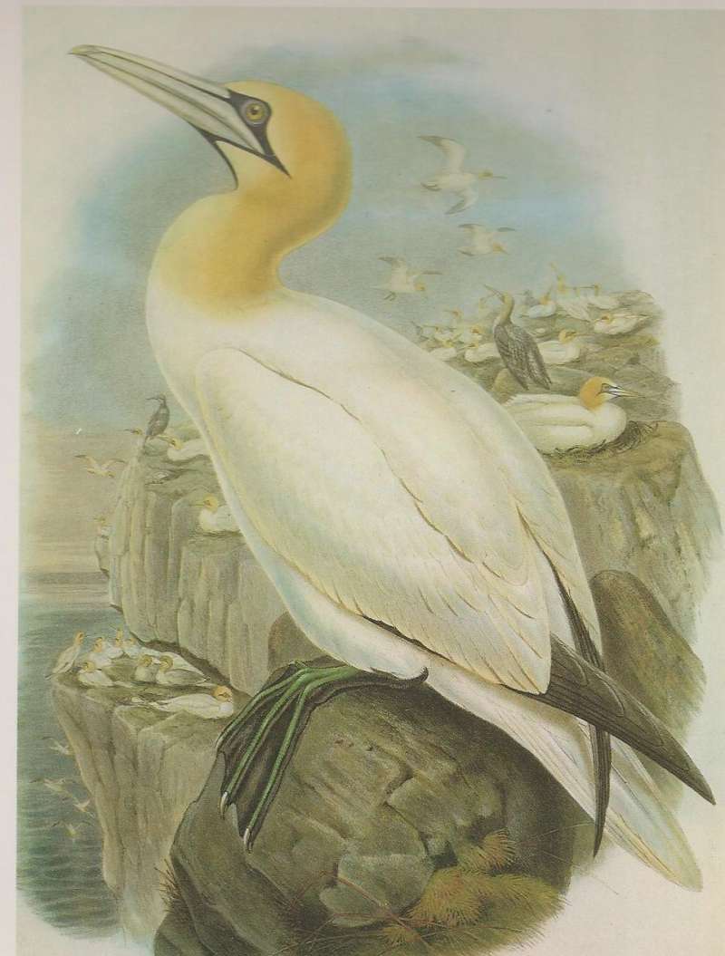 Adult with Colony in Rear, ssp bassana<br>(Origin of the Specimen: Painting by John Gould)