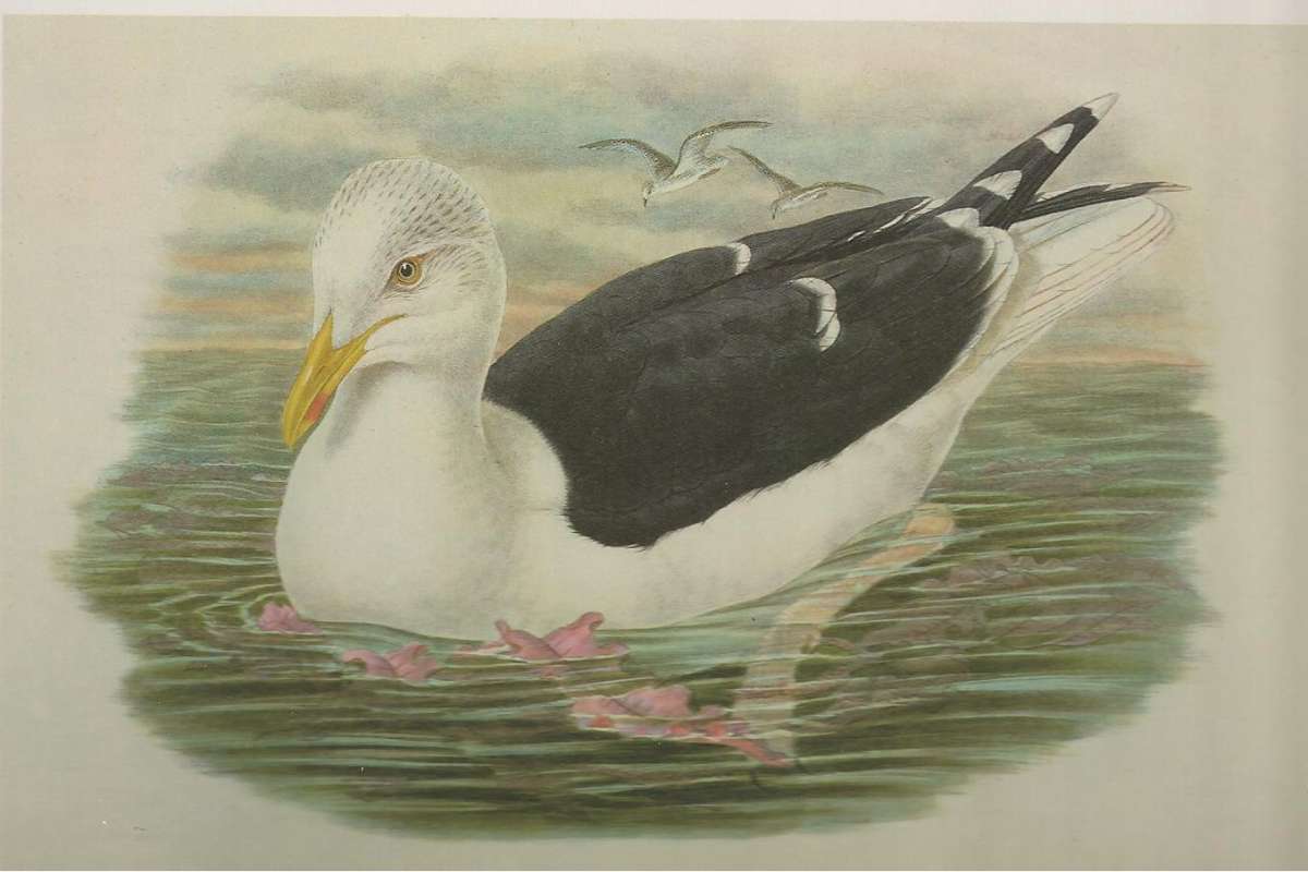 Adult in Front,  Young Flying<br>(Origin of the Specimen: Painting)