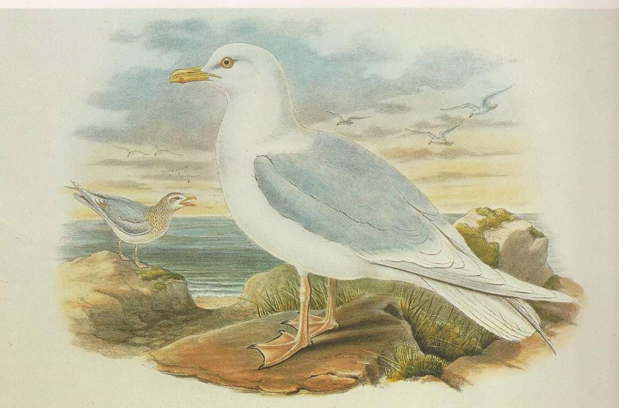 Front - Summer Adult with Winter Young in Rear<br>(Origin of the Specimen: Painting, ssp glaucoides by  Gould)