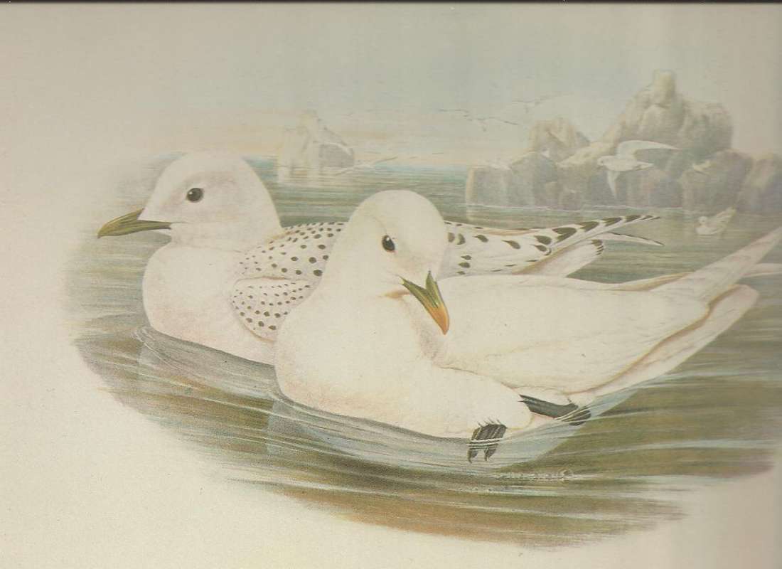 Adult in Front,  Young Behind<br>(Origin of the Specimen: Painting)