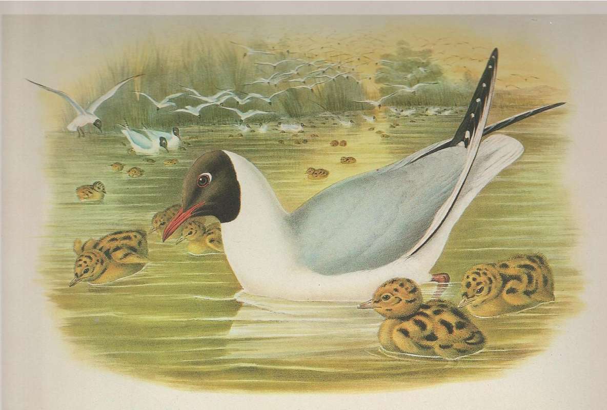Adult with Young<br>(Origin of the Specimen: Painting)