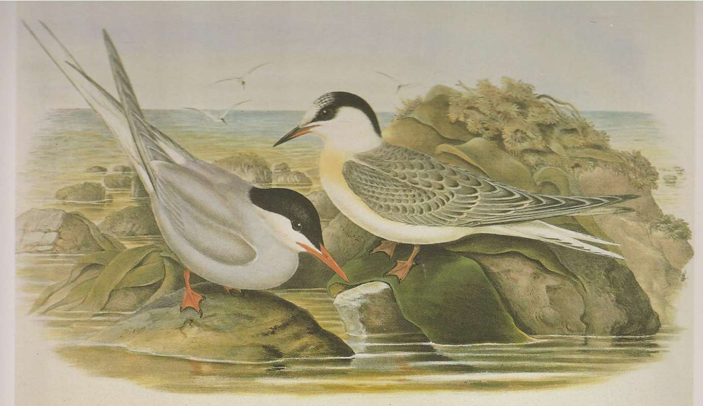 Adult on Left, Younger Bird on Right<br>(Origin of the Specimen: Painting by John Gould)