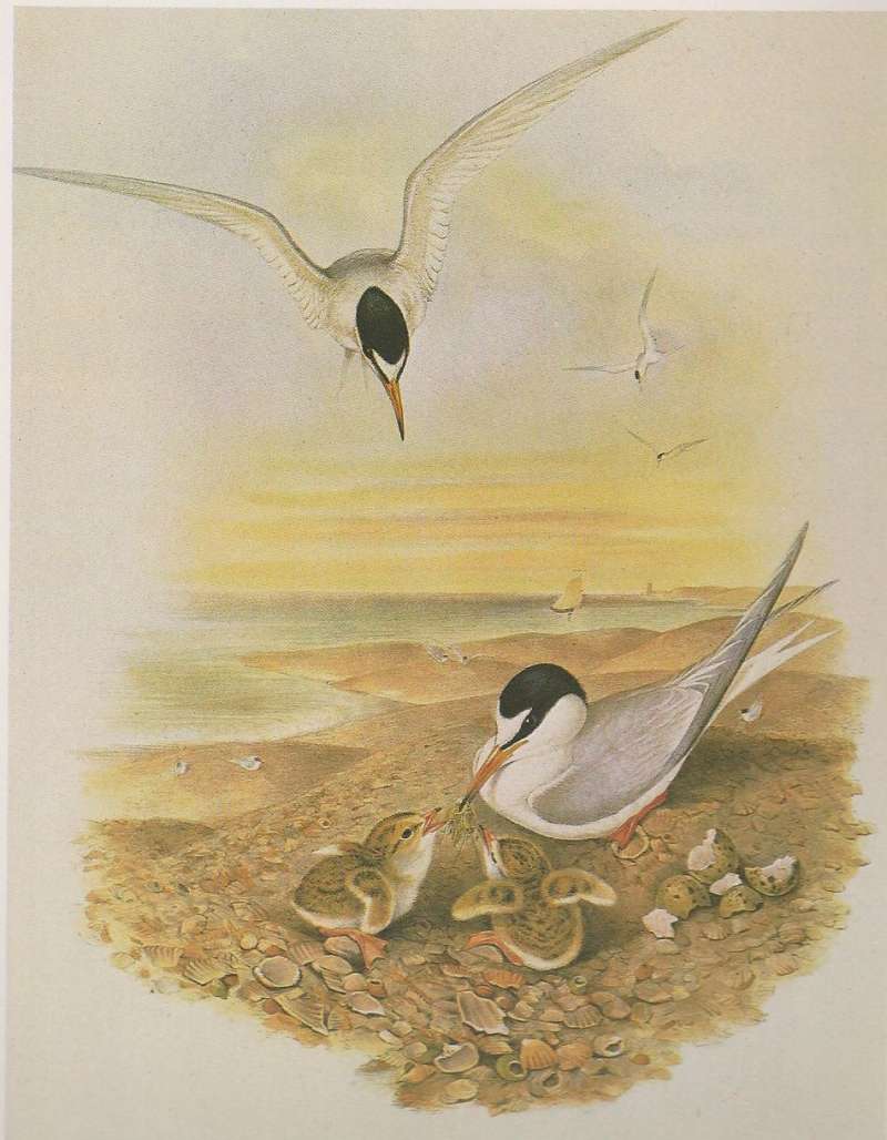 Adults with Young, ssp albifrons<br>(Origin of the Specimen: Painting)
