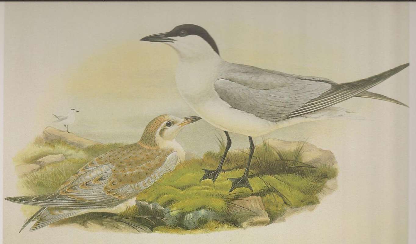 Male on Right, Young on Left, ssp nilotica<br>(Origin of the Specimen: Painting by John Gould)
