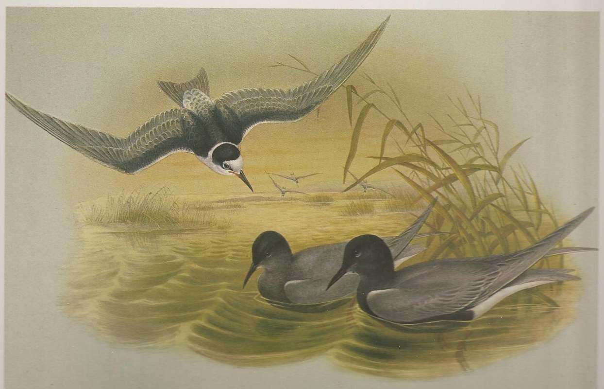 Adults in Summer on Right,  Young in Flight<br>(Origin of the Specimen: Painting, ssp niger - Jhn Gould)