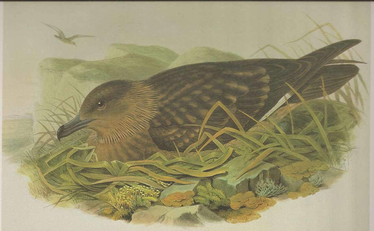 Summer Adult<br>(Origin of the Specimen: Painting)