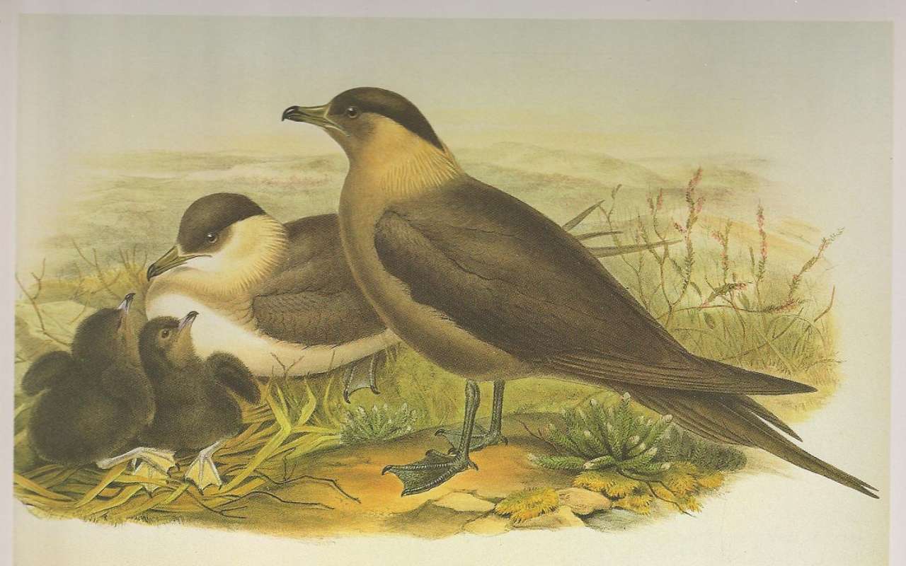 Dark Adult on Right, Light Phase Adult on Left<br>(Origin of the Specimen: Painting,  Young - Far Left - Gould)