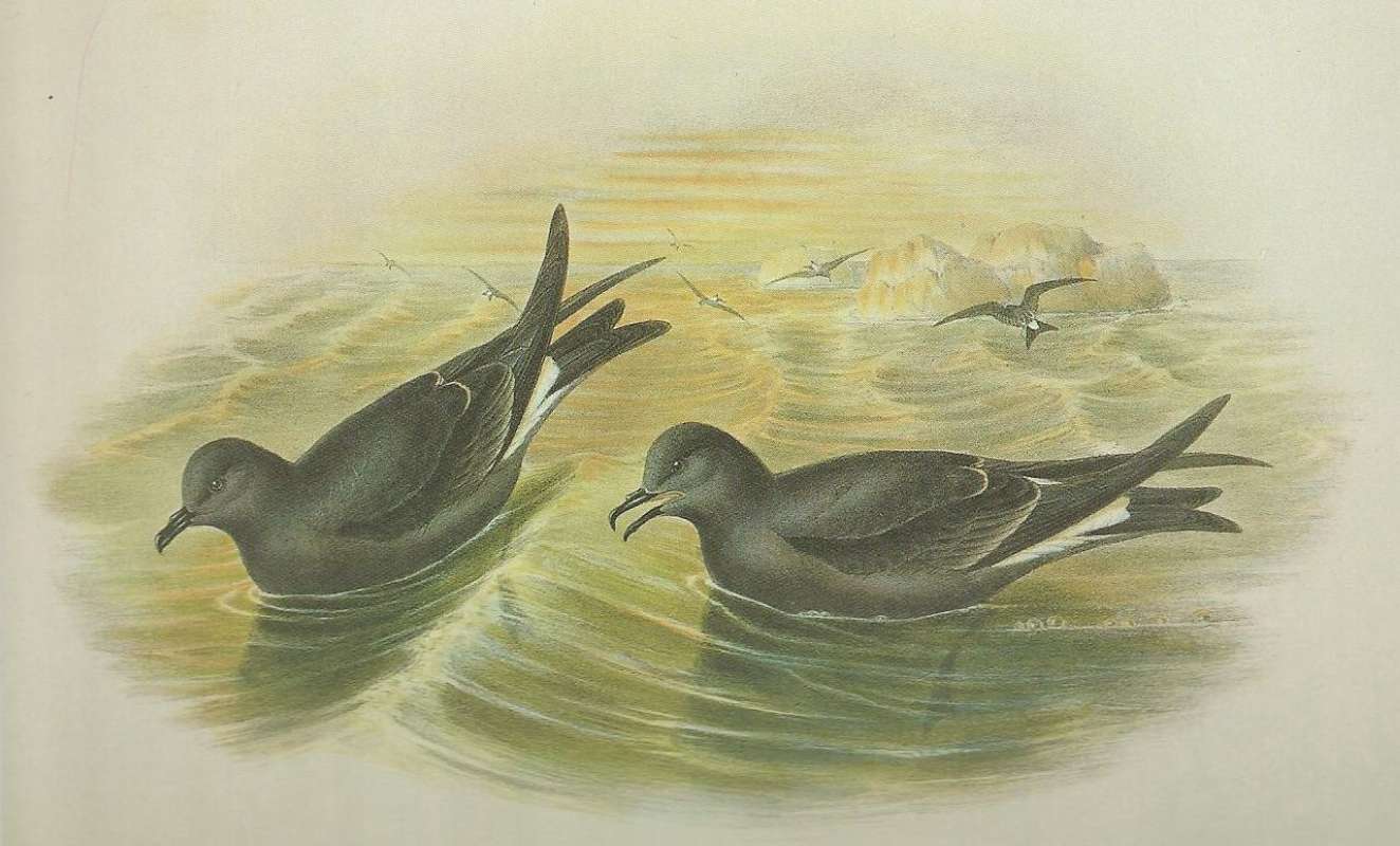 Adults, ssp leucorhoa<br>(Origin of the Specimen: Painting by John Gould)
