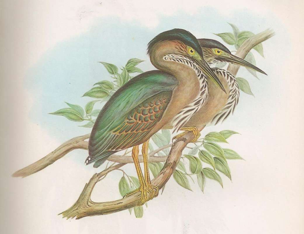 Painting<br>(Origin of the Specimen: Painting by John Gould)