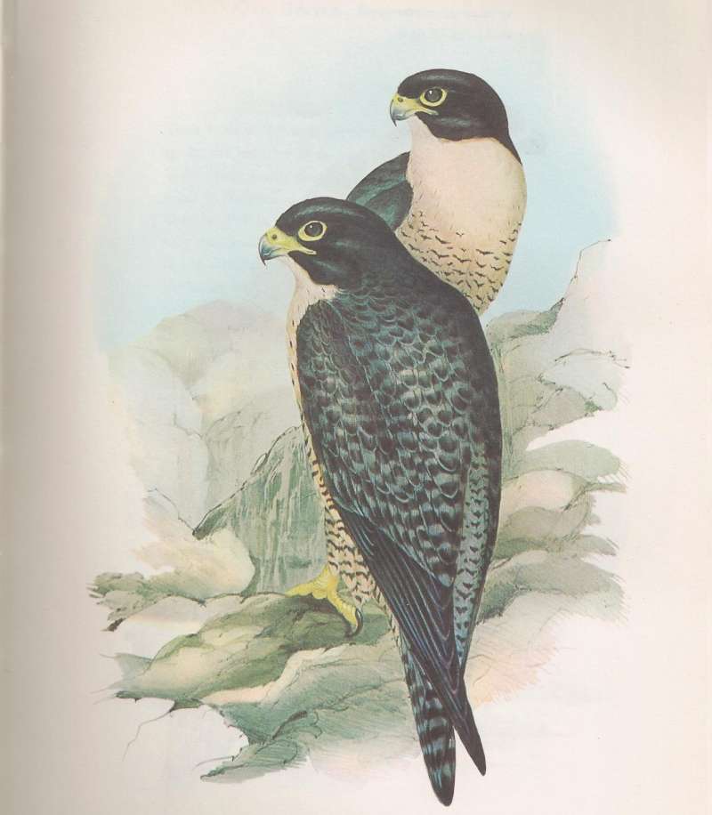 Painting, ssp macropus<br>(Origin of the Specimen: Australia)