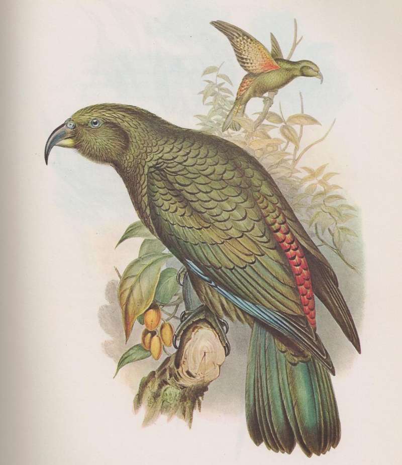Painting from John Gould's Birds of Australia