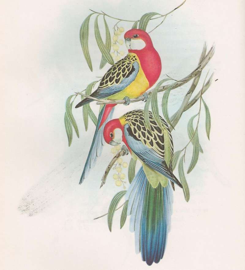 John Gould Paintng, Birds of Australia