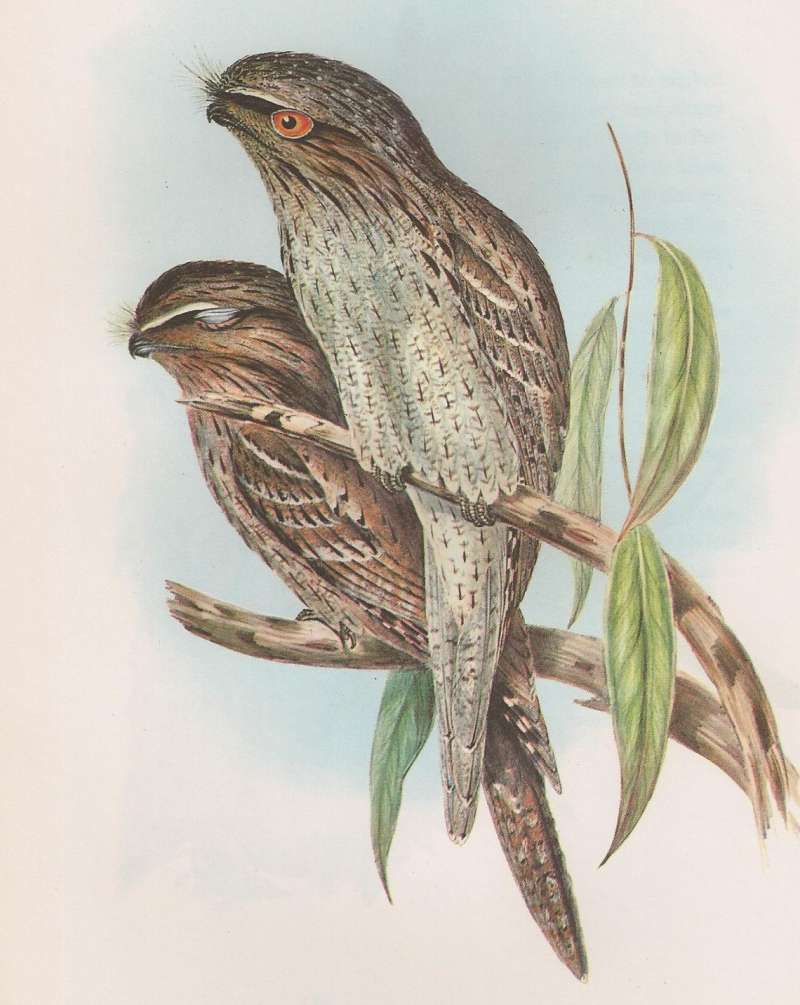 Painting, John Gould, Birds of Australia, Females<br>(Origin of the Specimen: ssp ocellatus, or marmoratus)