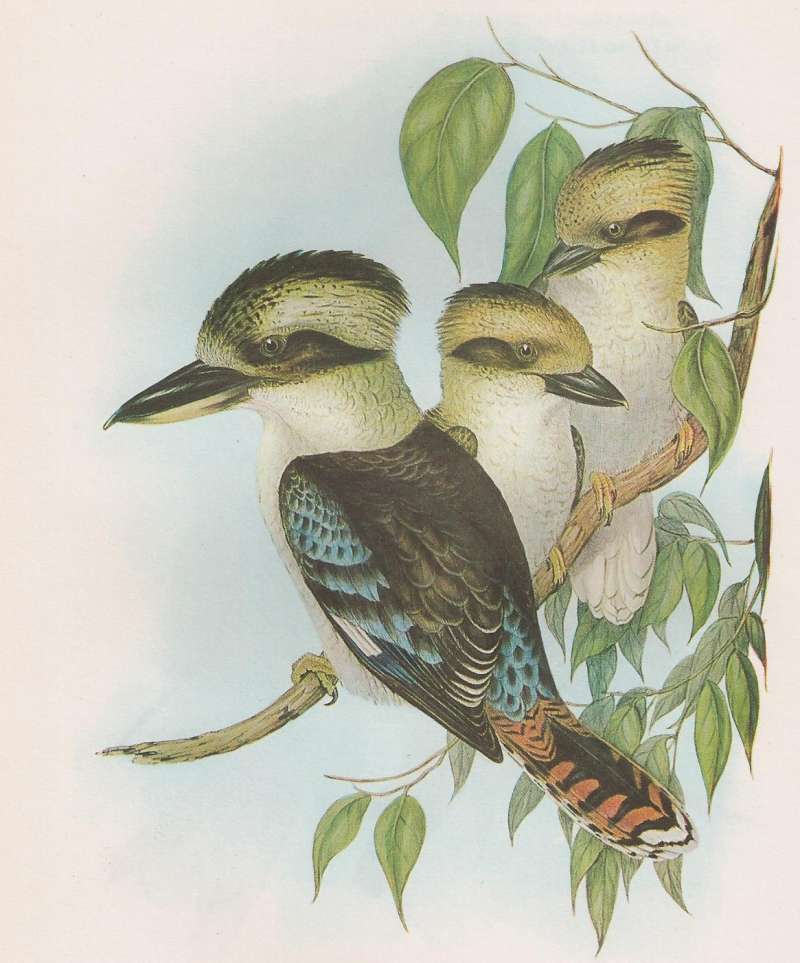 Painting, John Gould, Birds of Australia