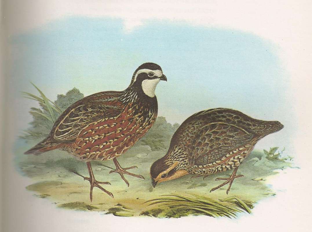 Birds of the New World by John Gould<br>(Origin of the Specimen: Painting, ssp cubanensis)