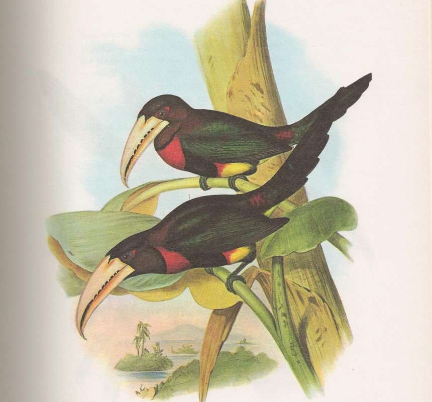 Two Specimens - Female on Top, Male Below<br>(Origin of the Specimen: John Gould Painting)