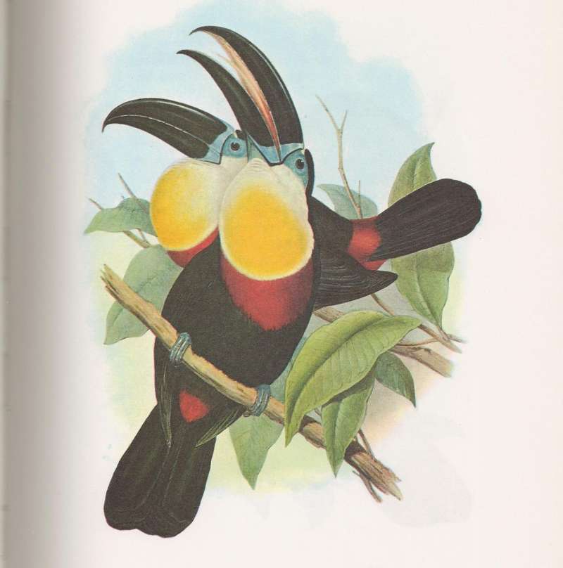 Two individuals<br>(Origin of the Specimen: Painting by John Gould)