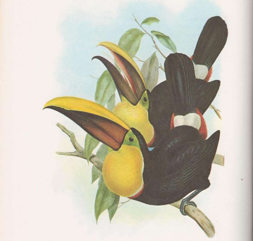 Two individuals<br>(Origin of the Specimen: Painting - John Gould)