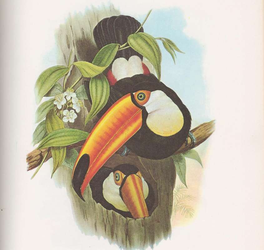 Two Individuals<br>(Origin of the Specimen: Painting - John Gould)