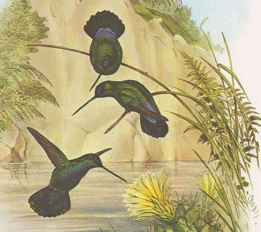 Three Examples: Two Perched, One in Flight<br>(Origin of the Specimen: John Gould Painting)