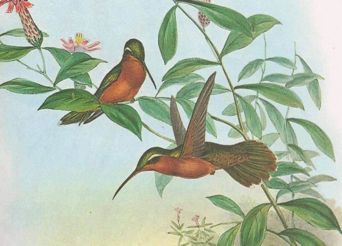 Two Examples - One in Flight, One Sitting<br>(Origin of the Specimen: Painting - John Gould)