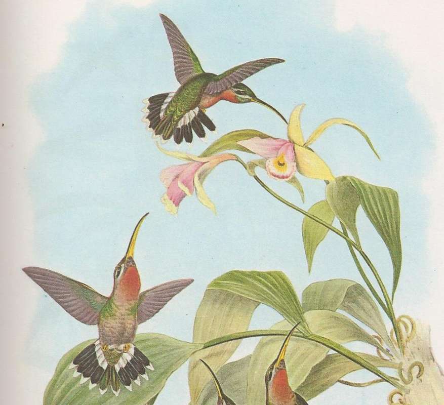 Four Examples - Various Poses<br>(Origin of the Specimen: Painting - John Gould)