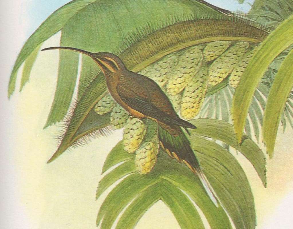 One Example, Perched<br>(Origin of the Specimen: Painting - John Gould, Central Amer)
