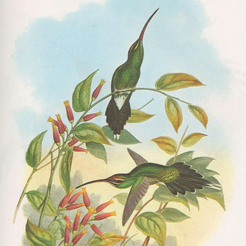 One in Flight, One Perched<br>(Origin of the Specimen: Painting - John Gould - Ecuador)