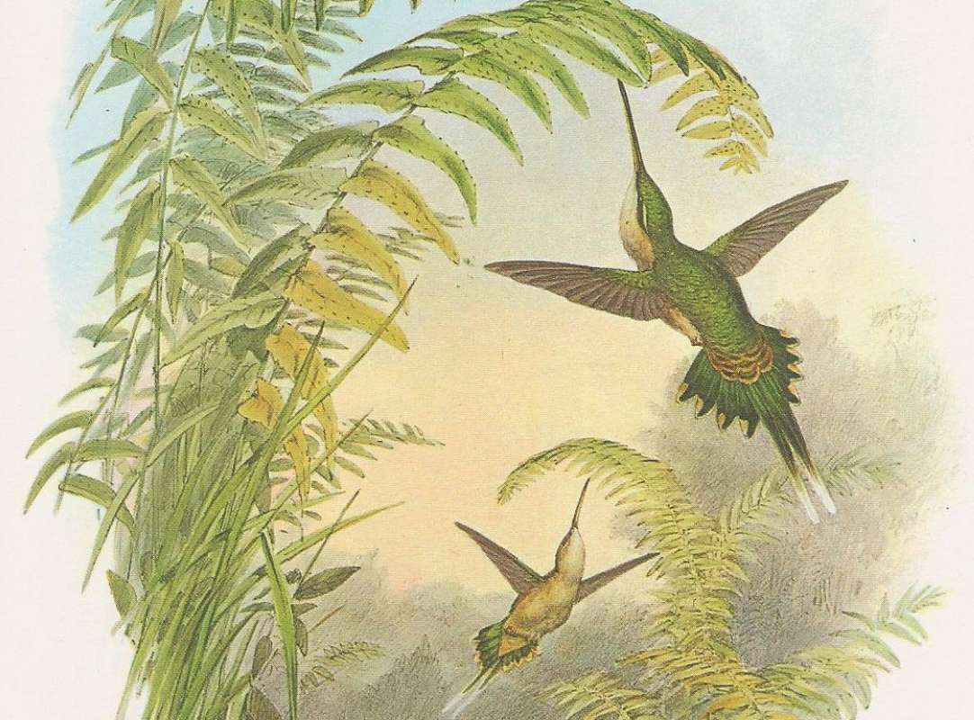 Two in Fliight<br>(Origin of the Specimen: Painting - John Gould)