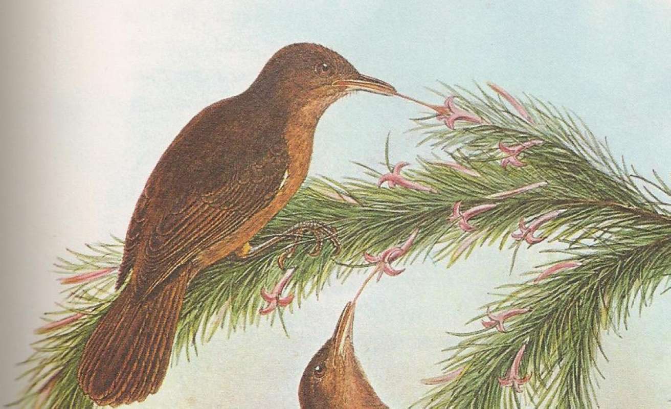 Tongue View<br>(Origin of the Specimen: Cropped Painting - John Gould)