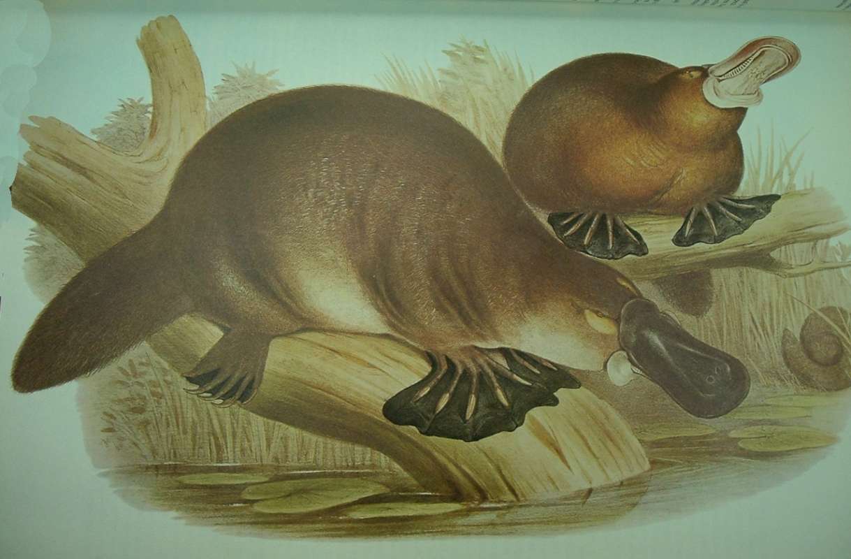 Mammals of Australia as published by John Gould<br>(Origin of the Specimen: Painting)