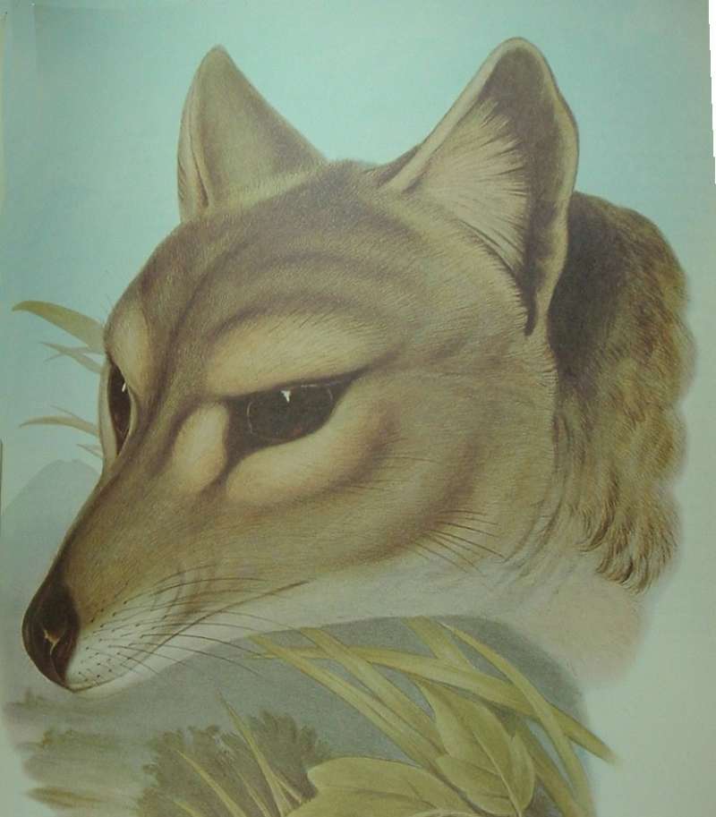Mammals of Australia as published by John Gould<br>(Origin of the Specimen: Painting - Head Only)