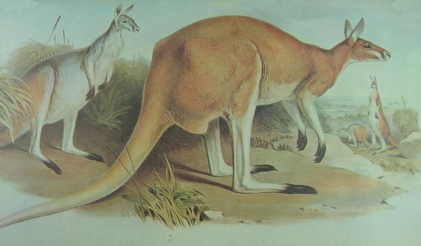 Mammals of Australia as published by John Gould<br>(Origin of the Specimen: Painting)