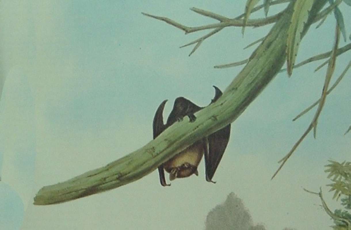 Mammals of Australia as published by John Gould<br>(Origin of the Specimen: Painting)